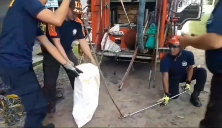 Kobra Hijau Gegerkan Warga, Nyaris Mangsa Kucing