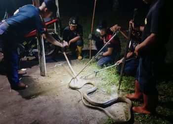 King Kobra Menyusup, Satu Keluarga Auto Panik Saat Makan Malam