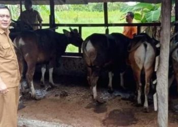 Perketat Pengawasan Penjualan Hewan Kurban