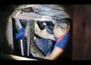 Ular Piton Sepanjang 4,5 Meter Sembunyi di Kolong Rumah