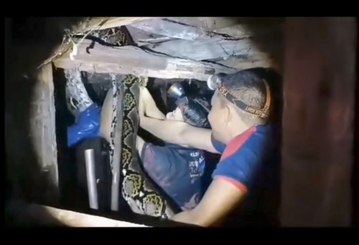 Ular Piton Sepanjang 4,5 Meter Sembunyi di Kolong Rumah