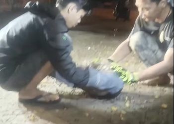 Warga G Obos Dihebohkan Kemunculan Hewan Langka