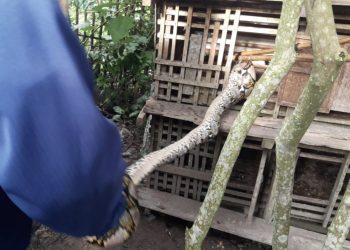 Mau Kasih Ayam Makan, Ayamnya Malah Disantap Piton