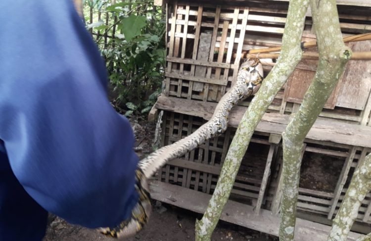 Mau Kasih Ayam Makan, Ayamnya Malah Disantap Piton