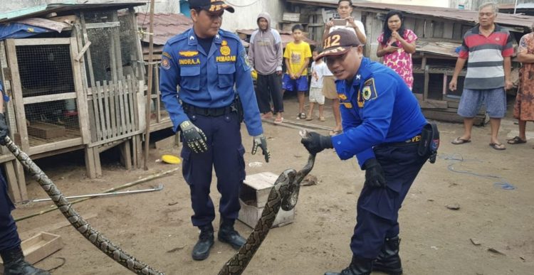 Ular Piton Mangsa Ternak Warga di Jalan Rajawali