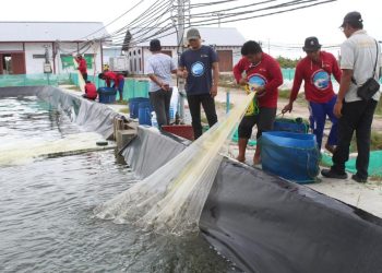 Siklus Kedua Panen Udang Vaname Mencapai 4,2 Ton