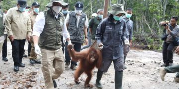 Menteri Kehutanan Antar Anak Orang Utan Berangkat ke Sekolah