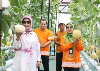 Kadis TPHP dan Ketua Komisi II DPRD Kunjungi Kebun Melon Hidroponik