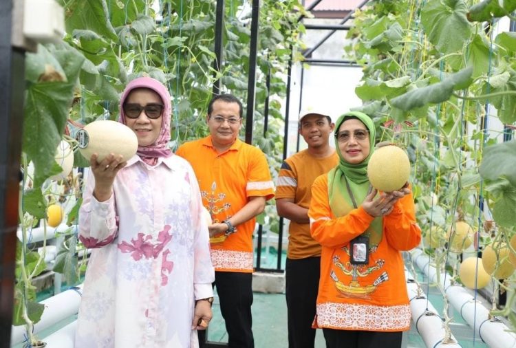 Kadis TPHP dan Ketua Komisi II DPRD Kunjungi Kebun Melon Hidroponik