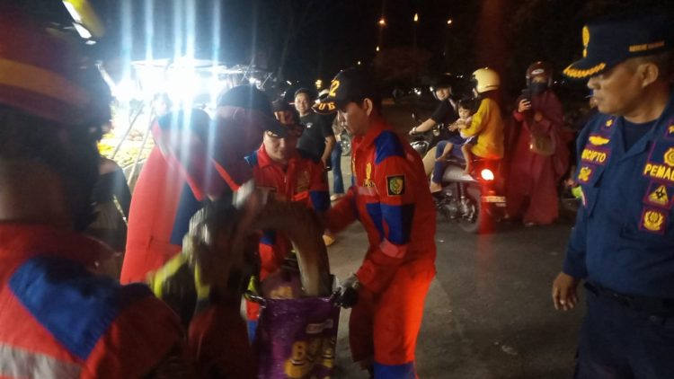 Heboh! Piton Jumbo Gegerkan Lapak Penjual Buah