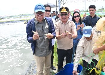 Gubernur Pimpin Panen Parsial Udang Vaname