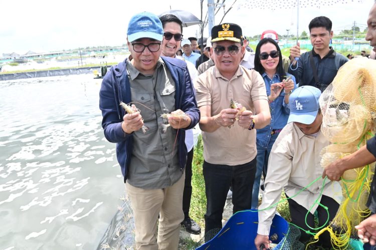 Gubernur Pimpin Panen Parsial Udang Vaname