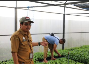 Dinas TPHP Prov. Kalteng Siap Berikan Bibit Cabai Kepada Masyarakat