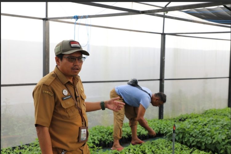 Dinas TPHP Prov. Kalteng Siap Berikan Bibit Cabai Kepada Masyarakat