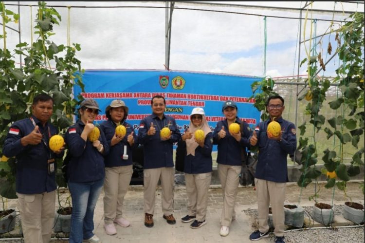 Terapkan Teknologi Smart Green House, Dinas TPHP Prov Kalteng panen melon berkualitas tinggi